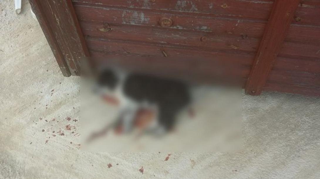 Κτηνωδία στα Χανιά: Σκότωσαν σκύλο με το κουτάβι του!