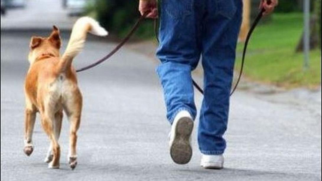 σκύλος βόλτα