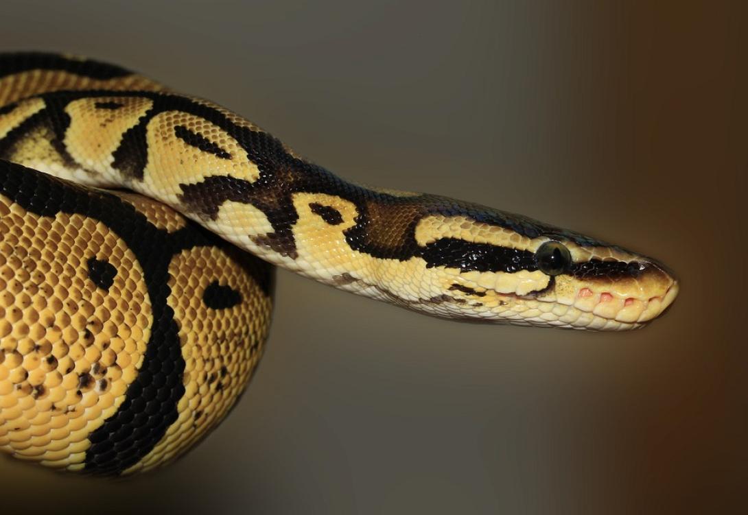 snake.jpg