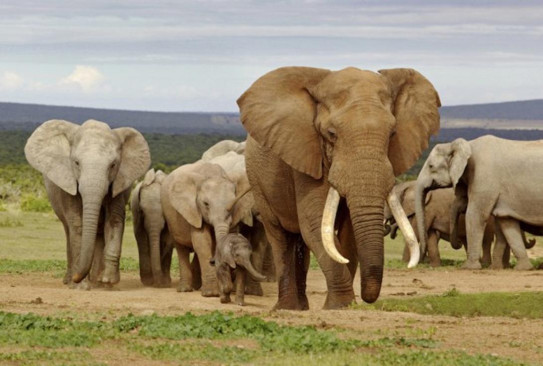 ελεφαντες.jpg