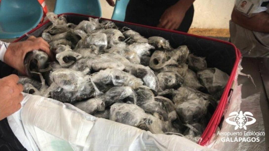 185 χελωνάκια βρέθηκαν σε βαλίτσα τυλιγμένα με πλαστικό