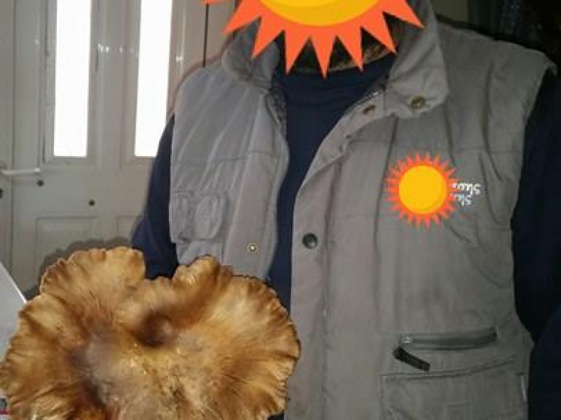 amanitis4.jpg amanitis4.jpg