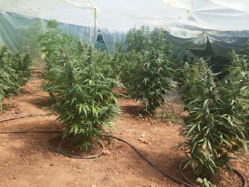 χασισόδεντρα χανιά