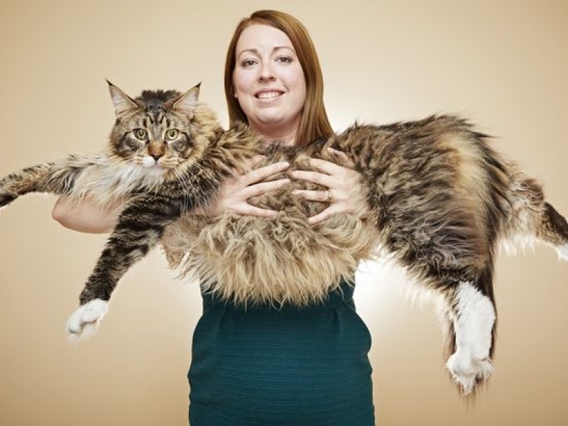 ludo-longest-cat_megalyteri_gata_rekor_gkines.jpg ludo-longest-cat_megalyteri_gata_rekor_gkines.jpg
