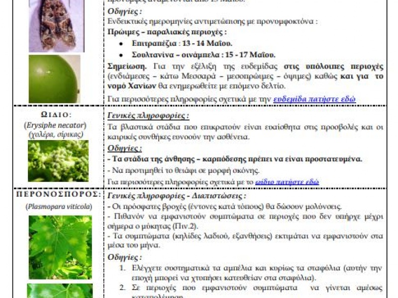 peronosporos_2.jpg peronosporos_2.jpg
