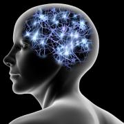 εγκέφαλος, εγκεφαλικά κύτταρα