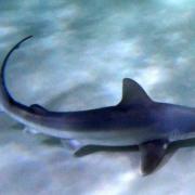Γαλάζιος καρχαρίας έκανε την εμφάνιση του στον Μύτικα Αιτωλοκαρνανίας 