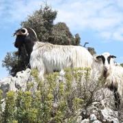κτηνοτροφια κρητη
