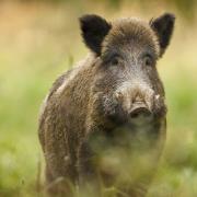 αγριογούρουνο