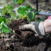 εργάτες γης