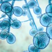 candida auris