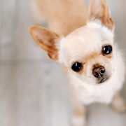 Chihuahua σκυλάκι
