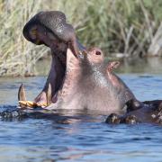  ιπποπόταμος