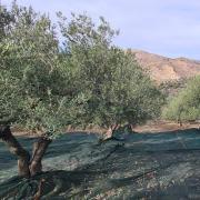 μαζεμα ελιων
