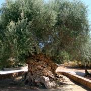 ελια βουβων