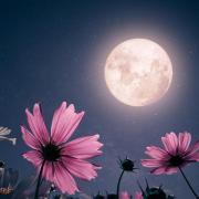 Φεγγάρι των Λουλουδιών