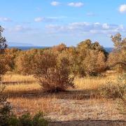 ξεραμένες ελιές