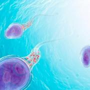 σπερματοζωάρια