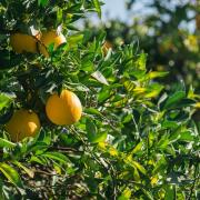 Πορτοκάλια 