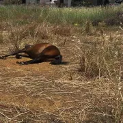 άλογο
