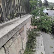 δέντρο
