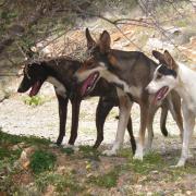 κρητικός λαγωνικός