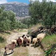 Πρόβατα
