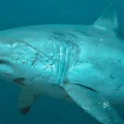 λευκός καρχαρίας