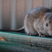 ποντίκια, φάκες