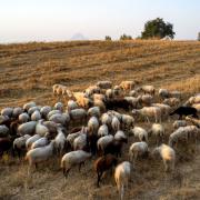 αιγοπροβατα