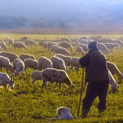 κτηνοτρόφοι 