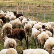 προβατάκια