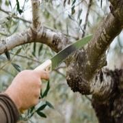 κλάδεμα ελιάς