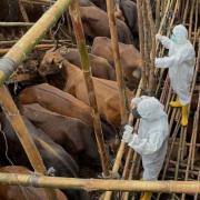  αφθωδης πυρετος