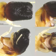 εντομο που μοιαζει με φαλαινα