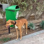 σκύλοι, ντουμπάι