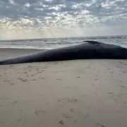 φαλαινα, παραλία