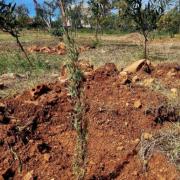 ΚΑΛΑΘΑΣ ΔΕΝΤΡΑ