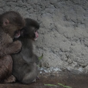 μαιμουδάκι