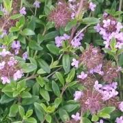 αγριοθύμαρο