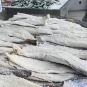 μπακαλιάρος