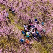 ανθισμένες ροδακινιές