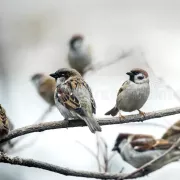 σπουργίτια