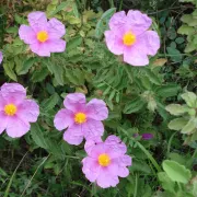 αλάδανος λαδανιά