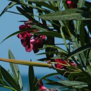 πικροδάφνη