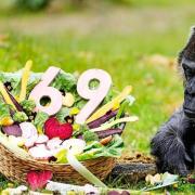 γορίλας γερμανία