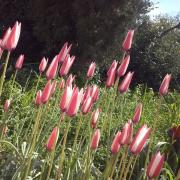 ΤΟΥΛΙΠΕΣ ΧΙΟΥ