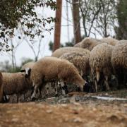 αιγοπρόβατα