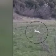 αλμπίνο ζαρκάδια