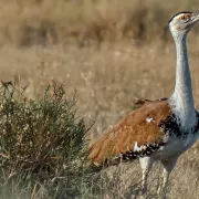 ινδία, φωλιά